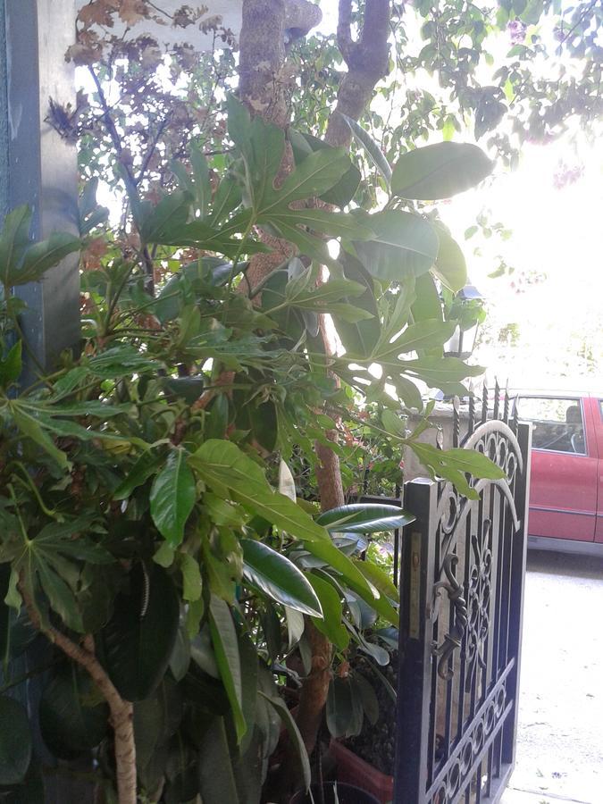 Apartmani Lalo Jankovic Sutomore Εξωτερικό φωτογραφία